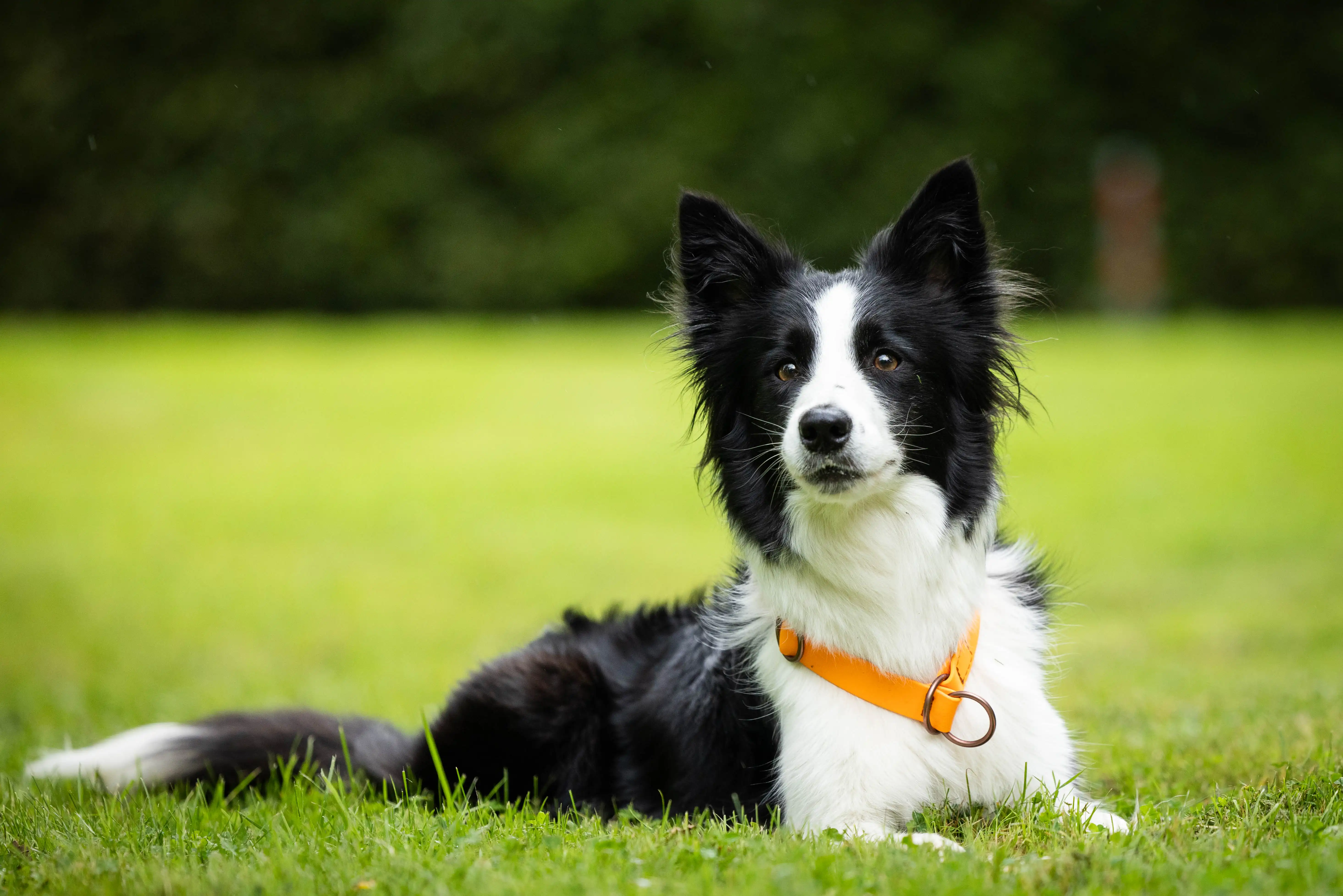 Biothane Schlupfhalsband 